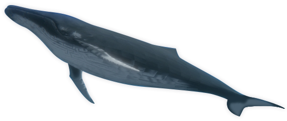 혹등고래