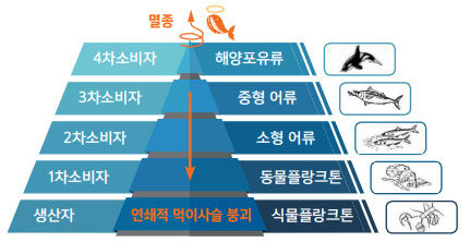 연쇄적먹이사슬 사진