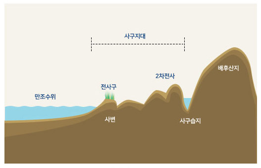 하구역에서의 해양생물 이동 , 석호, 해안사구의 구조