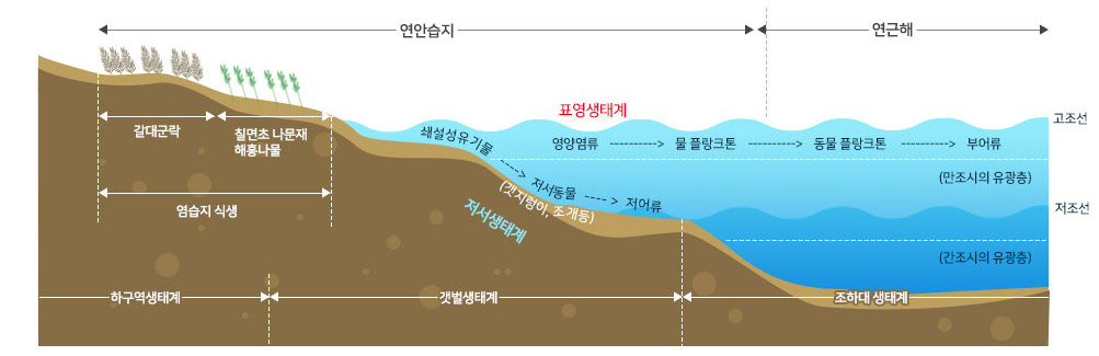 해양 생태계 내 생물서식 현황 모식도