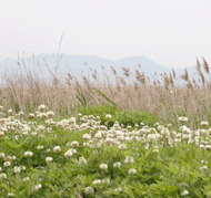 염습지 제방 식생(순천만)