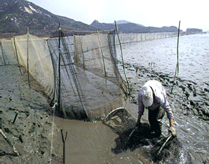 갯벌의 조차와 수로를 이용한 어업방법(건강망어업)