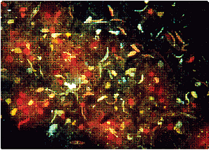유글레나류와 돌말류가 포함된 갯벌 미세조류의 형광현미경사진 © 노재훈