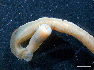 미갑갯지렁이 Glycera chirori