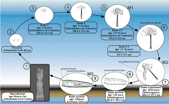 OWENIA FUSIFORMIS(싸리갯지렁이)의 생활사.