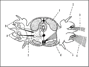 미갑갯지렁이 Glycera chirori