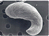 갯벌에 서식하는 유글레나류의 전자현미경 사진