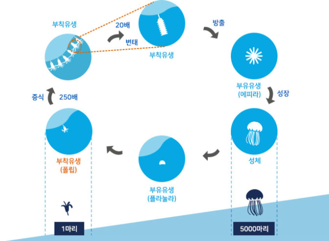 보름달물해파리의 생활사
