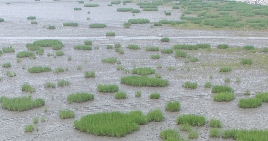 강화 남단 갯벌에 침입한 갯끈풀(Spartina alterniflora) 군락